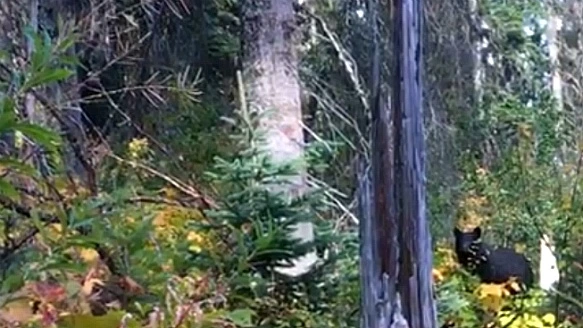 990C76465BAB0765275B21