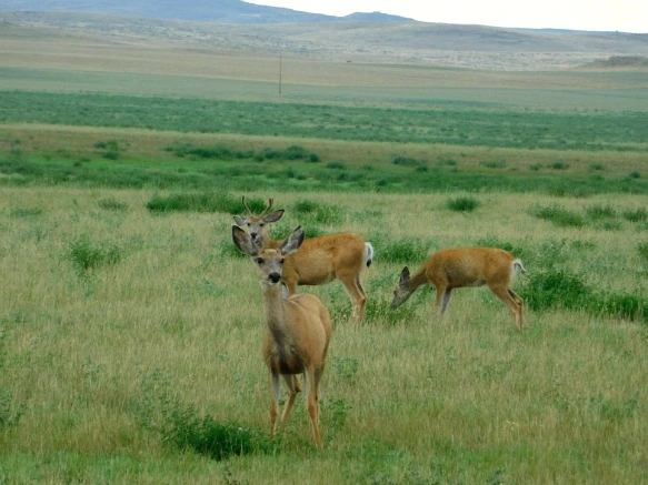 99E2063C5B77A3EF213BEB