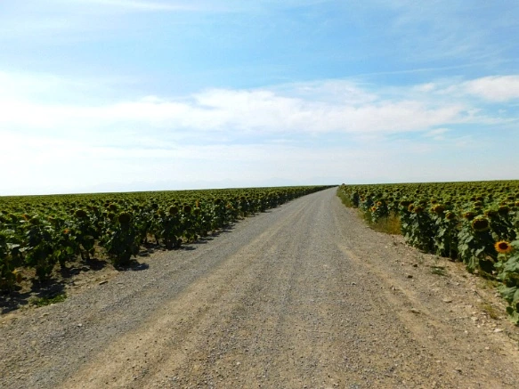 9931A033599F9D8613D33A