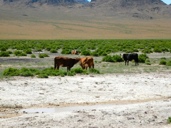 2547B03E576F44BE2B4F6E