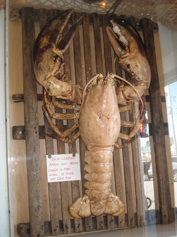 177E7E0D4C82DBE226F40E