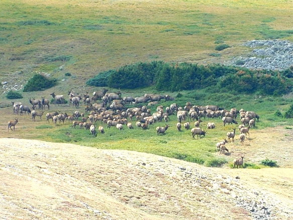 99657F455B74CDD534970E