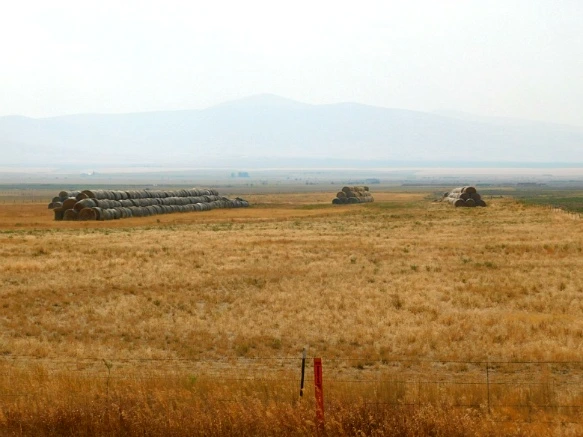 992A8433599E4F6D0C4663