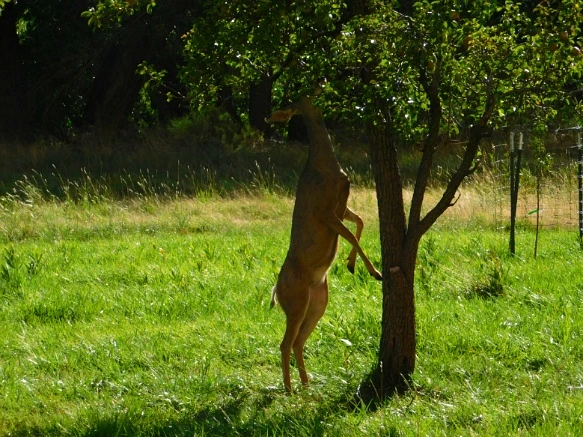 9909663359B74D58160DFB