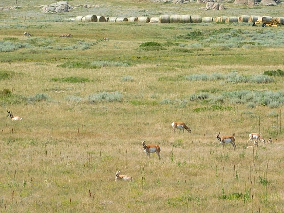 991D944E5B76542216A0CB