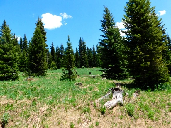 21696C4E595C2CC436C13D