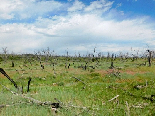 253A4844576225C8309ACF