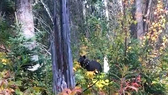 9955B5465BAB077C15005C