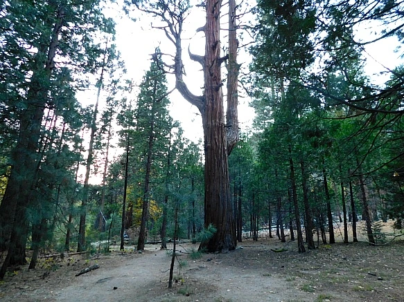 99242F4D5BDBDB1D1F1FA6