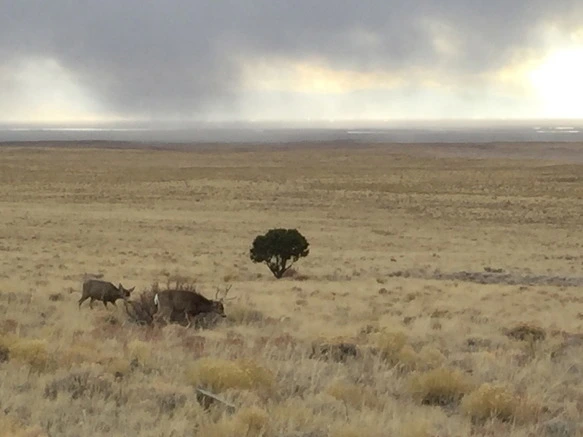 23165747570033A53838DA