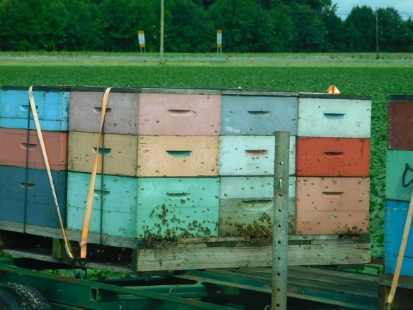 994AE1395B5FC3AC2AA4E3