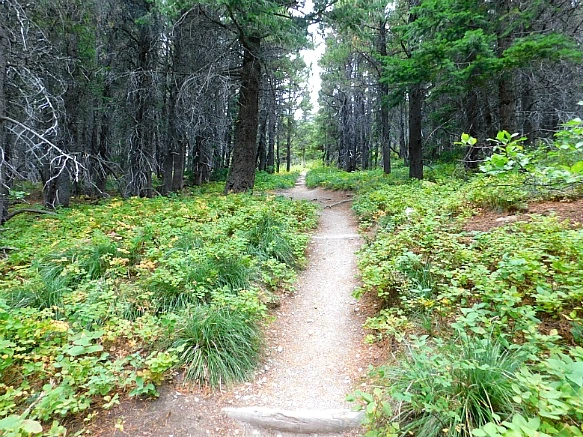 99890C365B949D792258B4