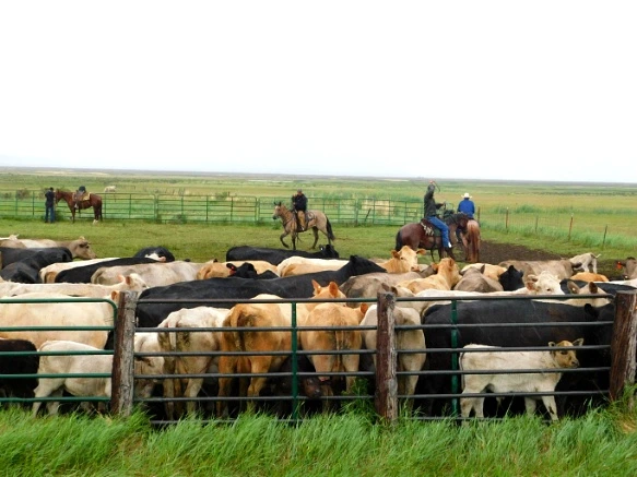 99AE44485B2DDE221DB8A3