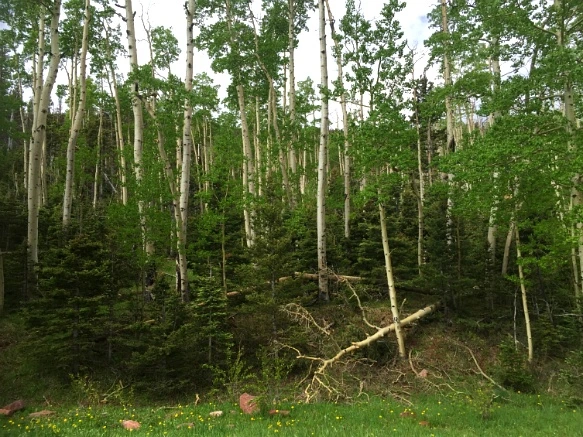 2528F83E575E32B815CB91