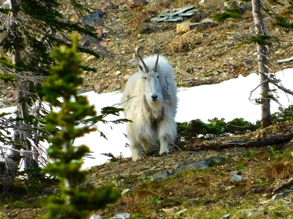 996015465B3577A90EF240