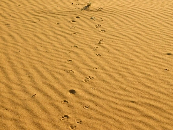 23288D34577B02AF340C7F