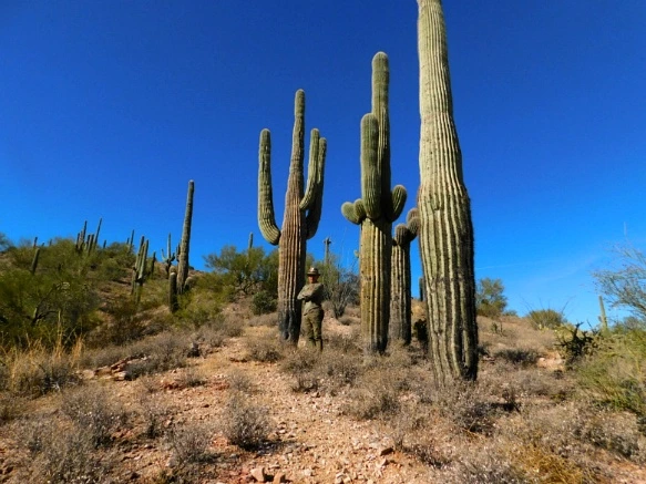 99EA3A335A25F31B299D3C