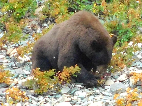 990CEA445B949D5D381E69