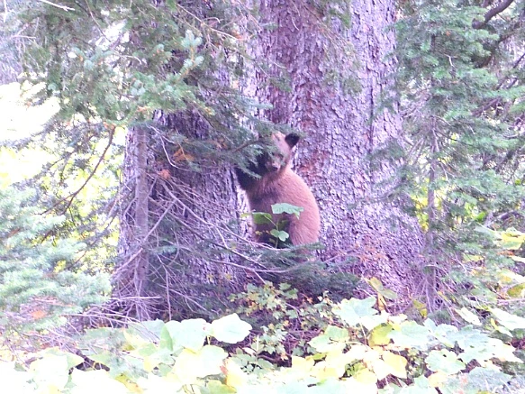 994B094C5BA1B2B432FB38