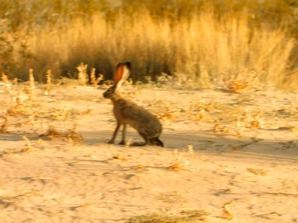 2375BF33577B02C205B451