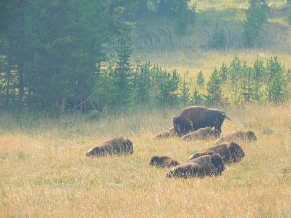 9949DE3359AF0FFC29C243