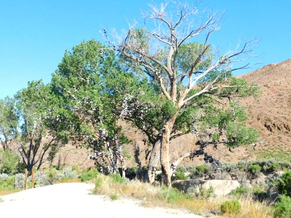 231CC64E5932067329DF72