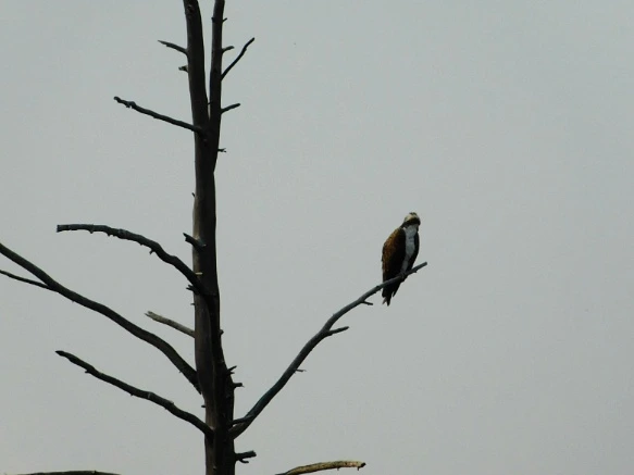 994B4B3359AF0DE127F804