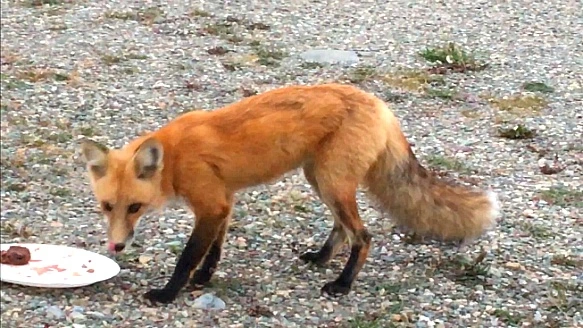 99CC6B445B95EF010F5F54