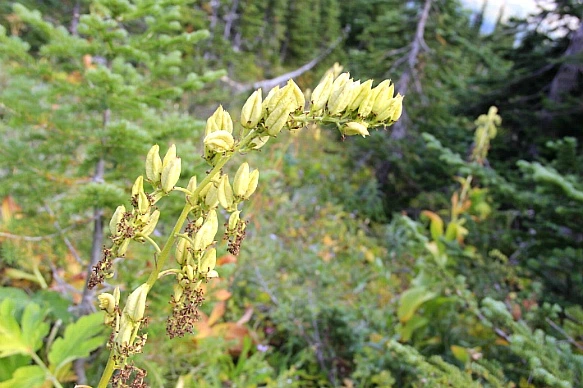 99F60F445BA314230DC682