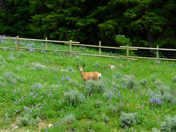 99E019425B40276A041B65