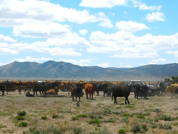 2642624659363579066B53