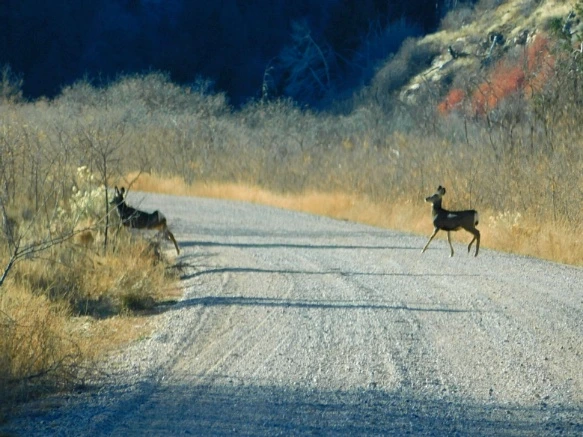 99420F335A1E252818FECE