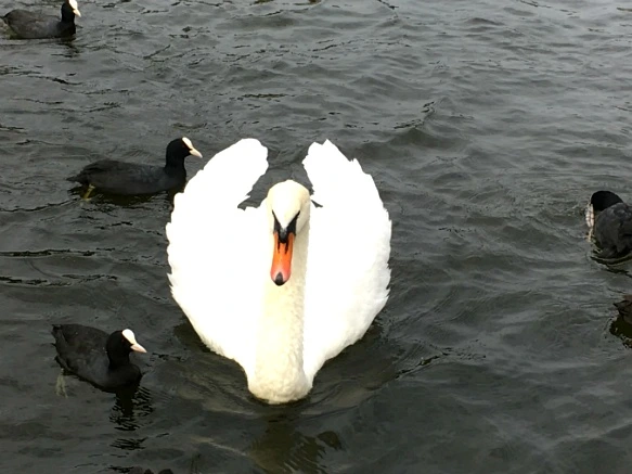 997D413359D8A7F911C322