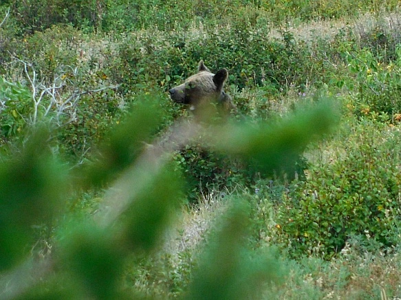 9946DA505B8F3978232C1D