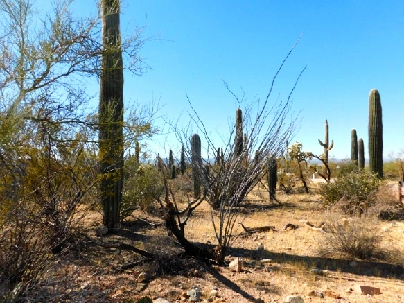 99DB9E335A2A12651A51BB