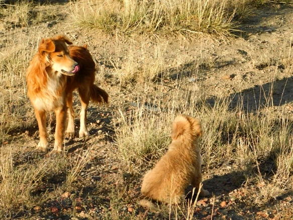 992E6F3359C3353442FB6C