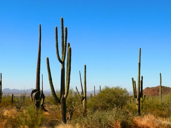 992D73335A2A13852075B0