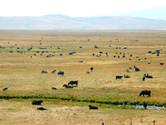 99EB203359AB2BD810877C