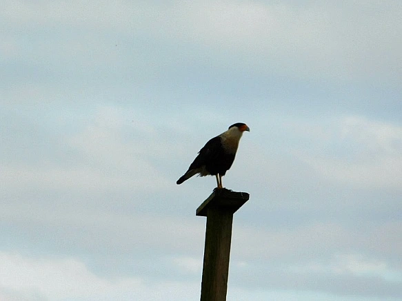 995BA1385BF9F9E4062D3F