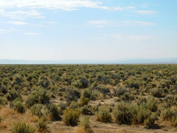 994F243359A779FB1A9B37