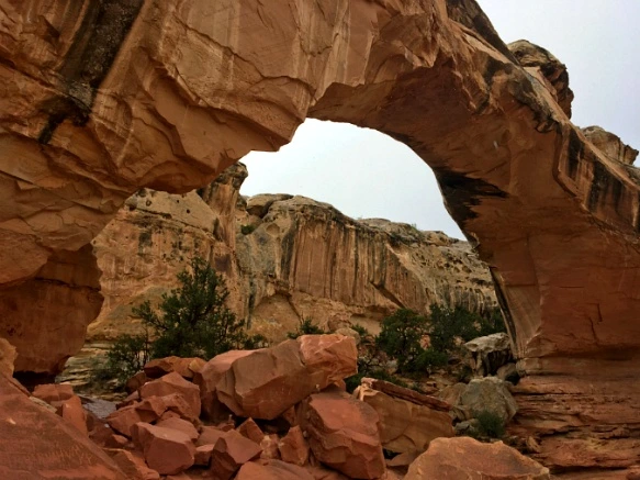 9954C53359B74FEC321828