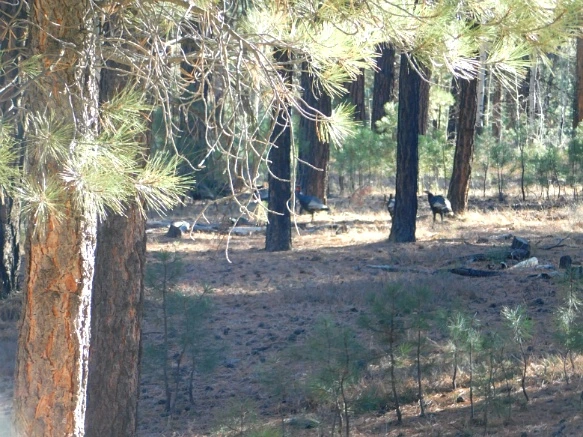 99CF9A335A1E252A1ED69A