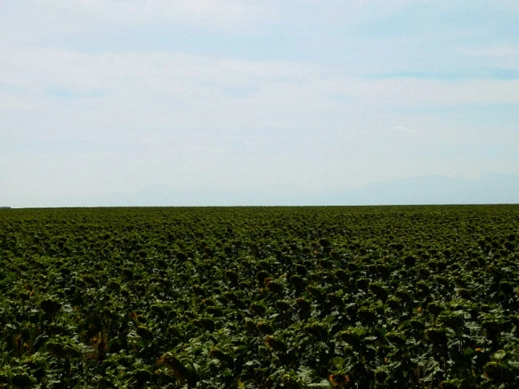 995D3933599F9D88048BE5