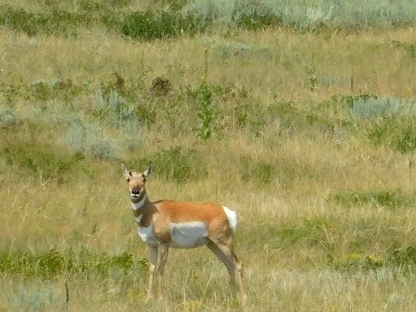 99E7B54D5B7653DC1B11DA