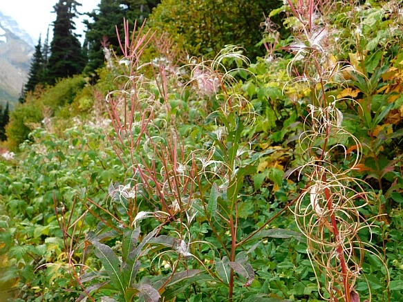 99C2964D5BAAFBC41355F7