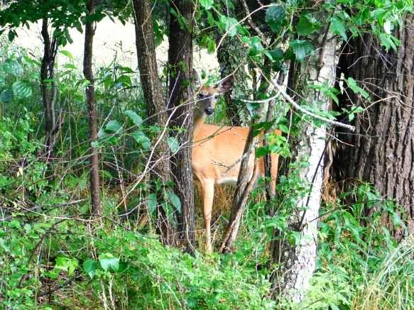 226F7244594C8FE820C7EE