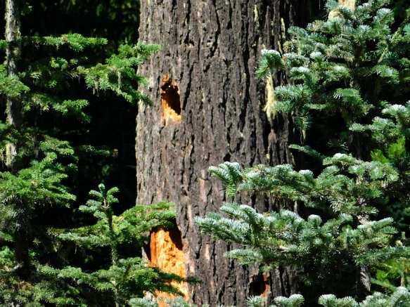 9909CC3359A62C742A382C