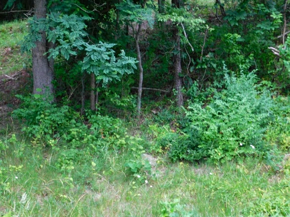 213E5138594C8FD52EC426