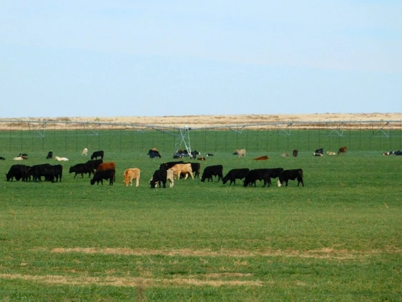 998E54335A07C859105654