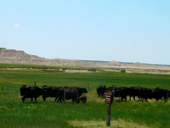 99E1AF505B4806A11D3BEB